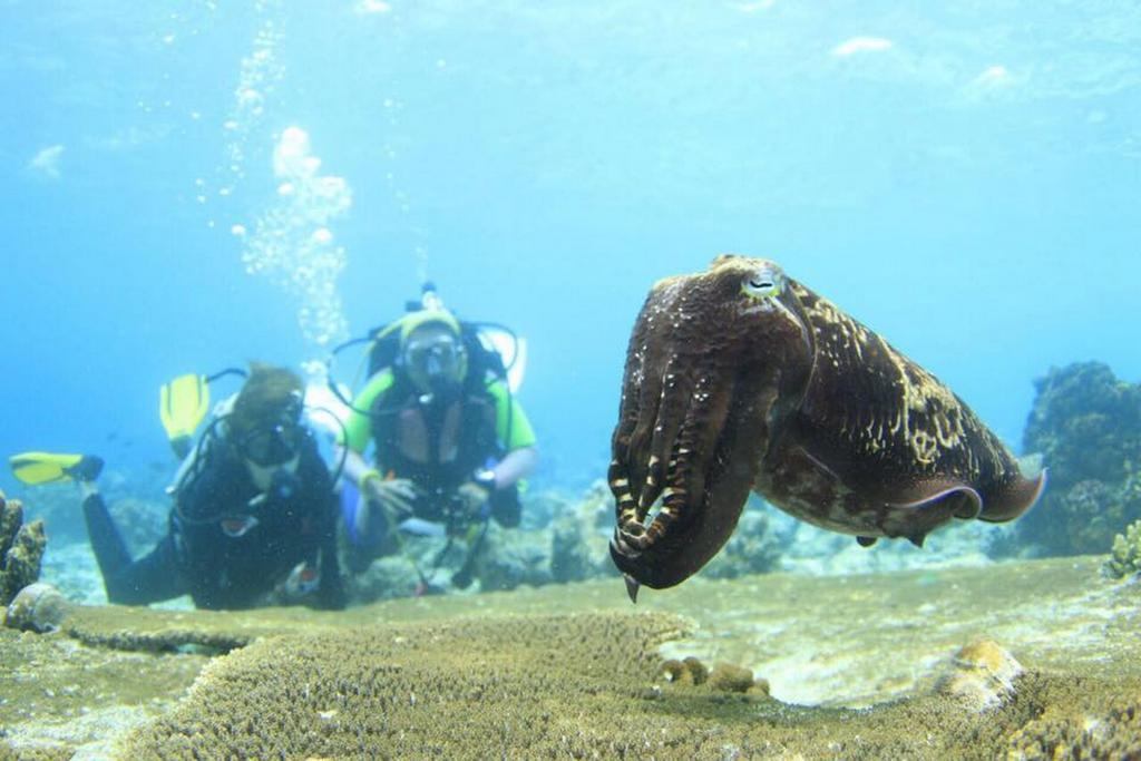 ホテル セリブ リゾート サウザンド アイランド Kepulauan Seribu エクステリア 写真